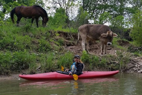 Cow and horse along Trinity River 