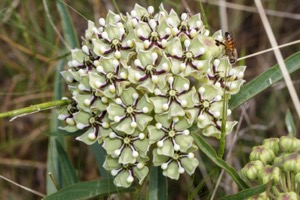 Antelope horns milkweed