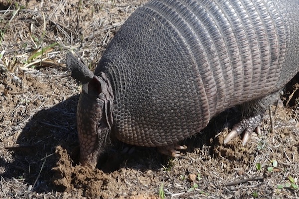 Armadillos have an excellent sense of smell, which aids in foraging for food. Photo by Michael Smith.