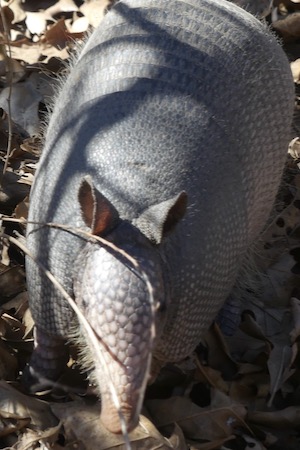 Face-to-face with the armadillo. Notice the protective scales covering the head and snout. Photo by Michael Smith.