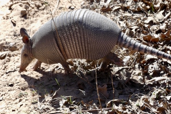 Armadillo Control  Missouri Department of Conservation