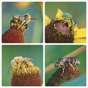 While the shady tree-lined landscape is gone, the renovated slope now supports an abundance of pollinators. Photo by Tony Adler.