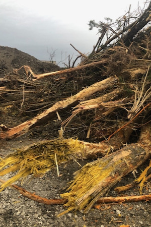 The remains of a decades old bois d’arc that was popular play spot for kids. Photo by Kristi Kerr Leonard.