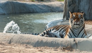 Black Beauty Ranch's Natalie the tiger