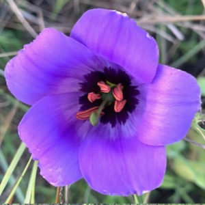 Wildflower at environmentally sensitive area near Lake Benbrook. Photo by Kim Conrow.