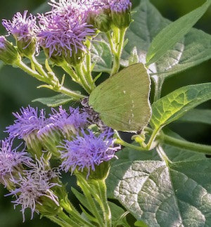 Goodson's Green Streak Courtesy of Natl Butterfly Center