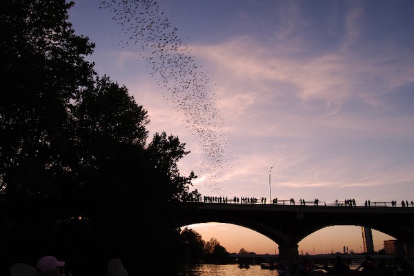 Bats emerging at sunset. Photo courtesy of Texas Parks and Wildlife Department.