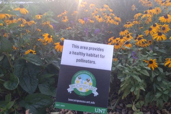 Bee Campus USA sign at UNT