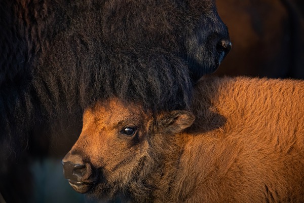 Caprock Canyons State Park is the home of the Texas State Bison Herd. Courtesy of Deep in the Heart Film.