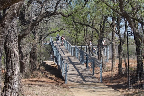 The Bison Viewing Deck opened this spring at the Fort Worth Nature Center. Photo by Michael Smith.