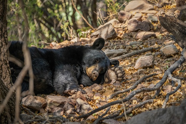 Black Bear in Big Bend National. Park. Courtesy of Deep in the Heart Film.