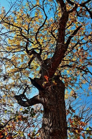 A bur oak in autumn towers over the younger trees. Photo by Daniel Koglin from Wild DFW