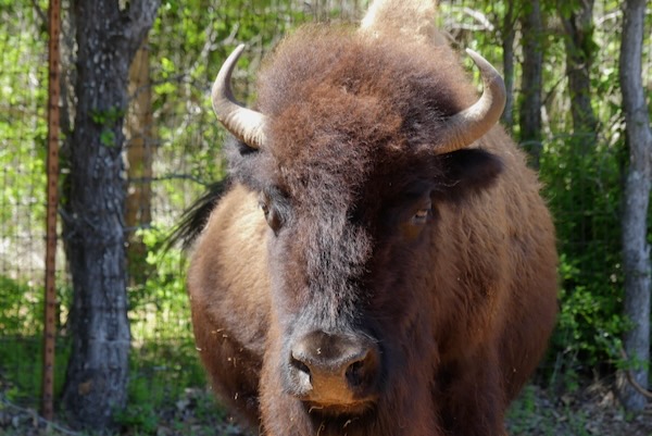 Both male and female bison have horns. Photo by Michael Smith.