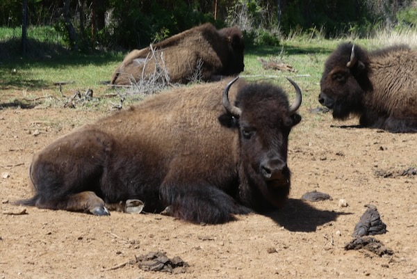 A bison relaxes on a warm spring day in March. Photo by Michael Smith.