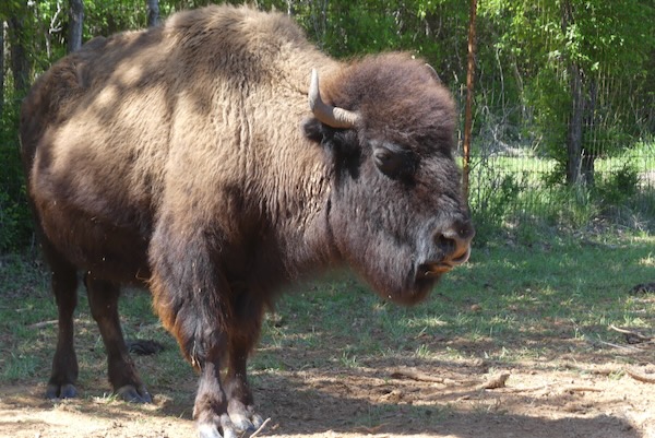 A bison from the Fort Worth Nature Center shows off the distinctive profile of the national mammal of the U.S. Photo by Michael Smith.