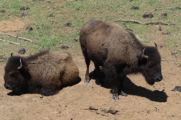 A view of the bison from the upper deck. Photo by Michael Smith.