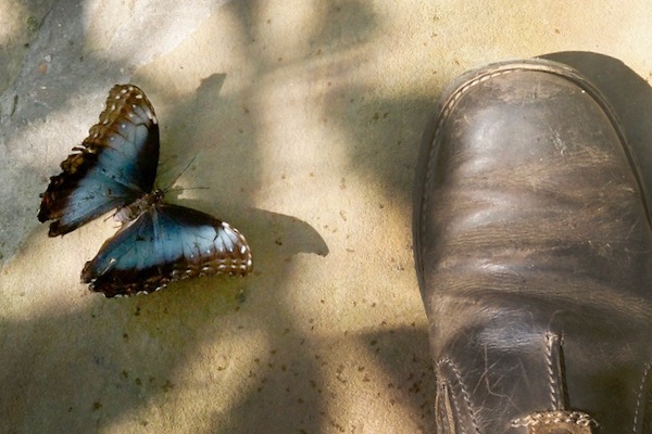 Butterflies in the Garden. Photo by J.G. Domke.