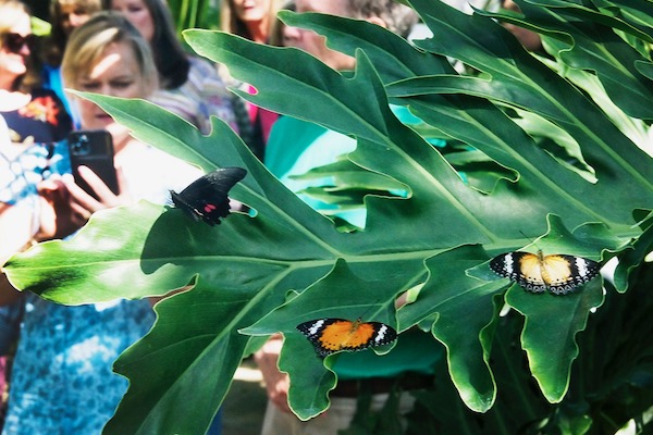 Butterflies in the Garden. Photo by J.G. Domke