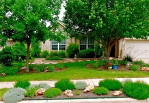 Xeriscaped lawn