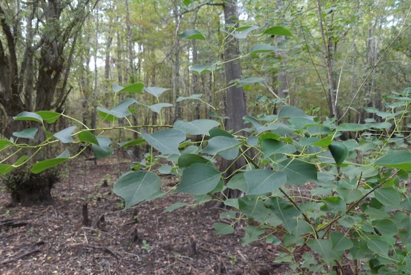 Chinese tallow is the one of the invasive plants land managers are battling at Caddo Lake. Photo by Micheal Smith.