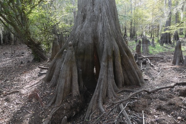 Most bald cypress live up to 600 years and some individuals have survived 1,200 years, according to the Texas Parks and Wildlife Department. Photo by Michael Smith.
