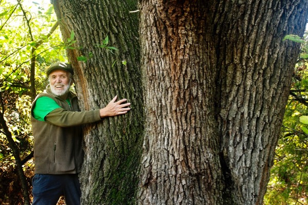 Caddo Oak