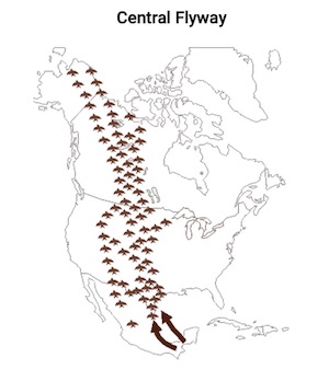 Central Flyway map