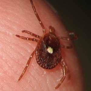 Lone Star Tick found in Fort Worth. Photo by Sam Kieschnick.