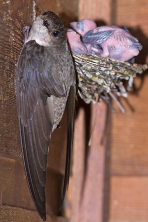 A nesting chimney swift. Photo courtesy of Trinity River Audubon Center.