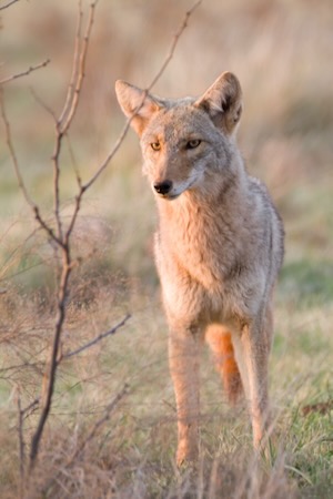 Coyote in Vernon, Texas. Photo by Laurie Hall.