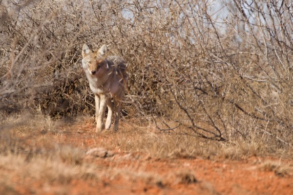 A coyote cautiously surveys the scene near Wichita Falls. Photo by Laurie Hall. 