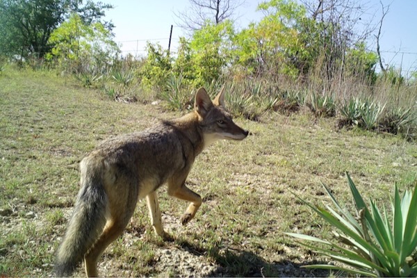 A coyote captured on a trail cam in Parker County. Photo courtesy of Rachel Richter.