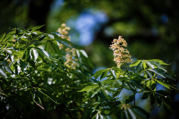 Beautiful Texas buckeyes bloom in early spring, but are imperiled by privet invasion. Photo by Stalin SM/Wild DFW.