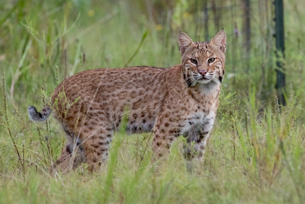 A bobcat explores near the boardwalks on the Bittern Marsh Trail at LLELA. Photo by Denver Kramer/Wild DFW.