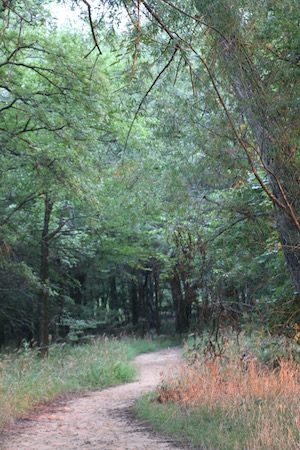 The Lost Pines Trails at Ray Roberts Lake State Park is short but magical. Photo by Denise Thompson/Wild DFW.