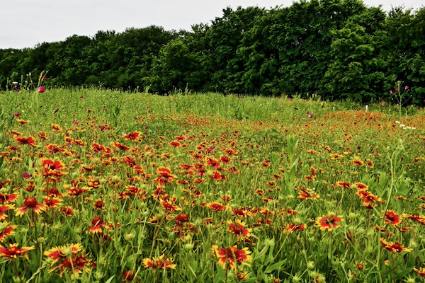 Wildflower displays are spectacular at Connemara Meadow. Photo by Daniel Koglin/Wild DFW