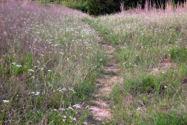 The bare wisp of a trail through prairie wildflowers and grasses at Tandy Hills Natural Area. Photo by Don Young/Wild DFW. 