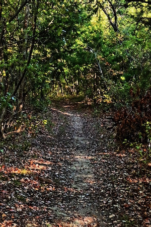 A wooded path explores the Piedmont Ridge. Photo by Daniel Koglin/Wild DFW. 