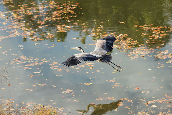 A great blue heron flies over the West Fork at Fort Worth Nature Center and Refuge. Photo by Chris Emory/Wild DFW.