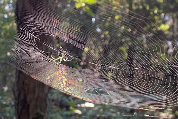 Dogwood Canyon Audubon Center orchard orbweaver