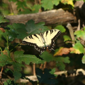 Tiger swallowtail at Dogwood Canyon Audubon Center