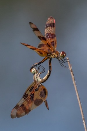 Halloween pennants mating, connected in the heart-shaped “wheel” position. Photo by Brent Franklin.