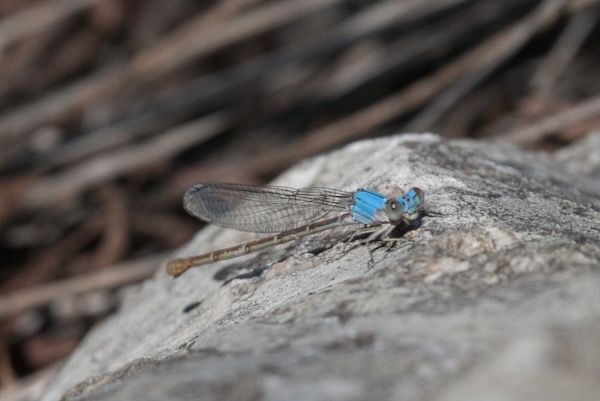 A damselfly with a lovely name - "powdered dancer.” Photo by Brent Franklin.