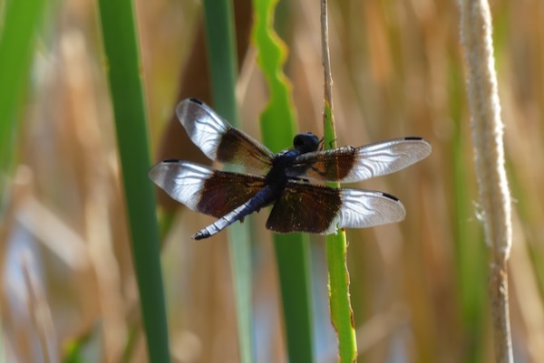 A male widow skimmer, one of the common dragonflies found at Sheri Capehart Nature Preserve in Arlington. Photo by Michael Smith.