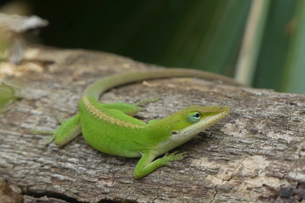 A green anole seen at Palmetto State Park. Photo by Michael Smith.