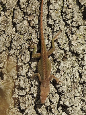 A green anole in transition between colors - some scales contain more green and some more brown. Photo by Meghan Cassidy.