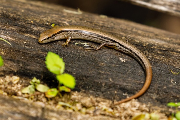 A little brown skink seen at LLELA. Photo by Meghan Cassidy.