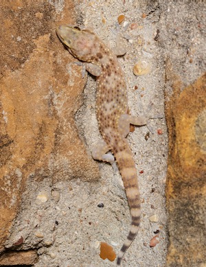 A Mediterranean gecko. Photo by Meghan Cassidy.