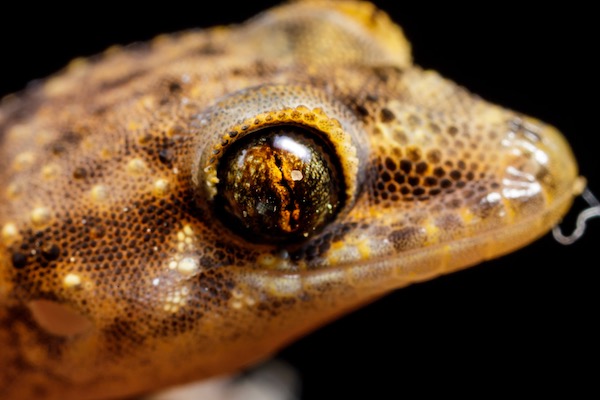 Close up of a Mediterranean gecko eye, showing the unusual pupil shape. Photo by Meghan Cassidy.