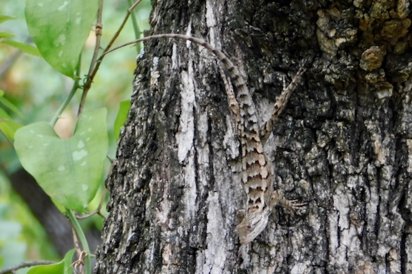 Texas spiny lizard. Photo by Michael Smith.